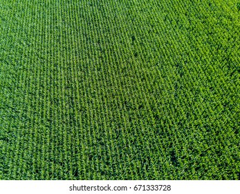 Aerial View Of Corn Field 