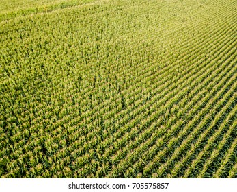 Aerial View Of Corn Field