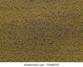 Aerial View Of Corn Field In Autumn