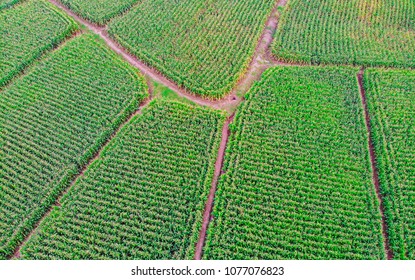 Aerial View Of Corn Field Top View