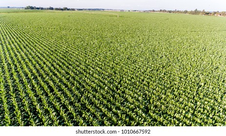 Aerial View Corn Fields Stock Photo 1010667592 | Shutterstock