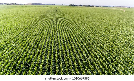 Aerial View Of Corn Fields