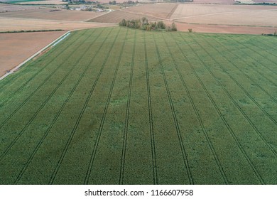 Aerial view of corn fields in the end of summer during sunset.