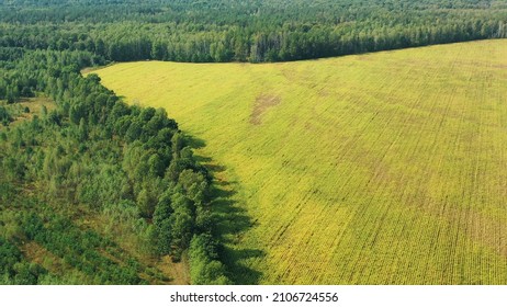Aerial View Of Corn Maize Field And Forest Area Zone Landscape. Top View Of Plantation And Green Forest Landscape. Large-scale Industrial Deforestation To Expand Agricultural Fields 4K