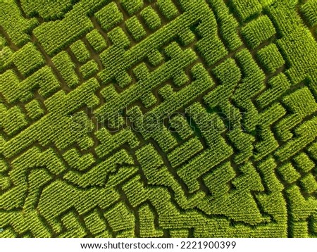 Aerial view of corn maze. Find way out of labyrinth. Outdoor expercience.