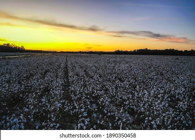 Aerial View Of Cotton Fields In North Carolina At Sunset. 