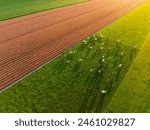 An aerial view of the cows. Field with tulips. Agriculture and animal husbandry. Animals on pasture during sunset. Cows grazing on the meadow. Juicy and fresh grass in the field.