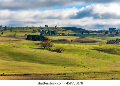 Aerial View Of Cows Grazing On Green Paddock Against Blue Sky. Cattle On The Rural Farm Agriculture Scene. Australian Outback Landscape On Sunny Day. Copy Space