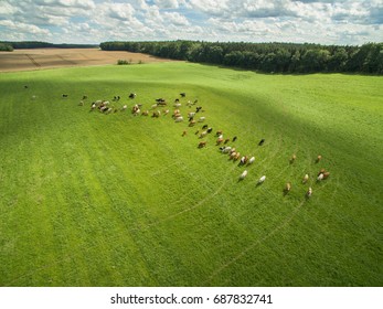 
aerial view of cows in a herd on a green pasture with cloudy blue sky in the summer - Powered by Shutterstock