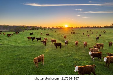 Aerial view of cows loose in the field during the summer at sunset. - Shutterstock ID 2173344187
