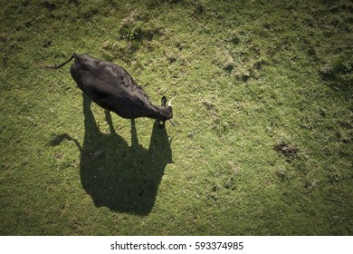 Aerial View Of Cows On Green Pasture In Italy