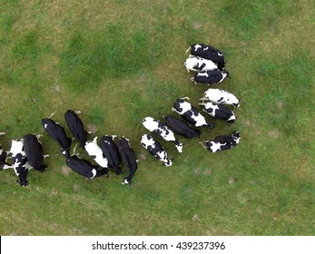 Aerial View Of Cows In The Pasture - Germany