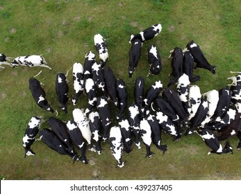 Aerial View Of Cows In The Pasture - Germany