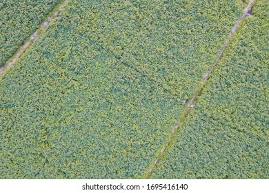 Aerial View Of Cultivated Agricultural Soybean Field, Drone Pov Top View For Harvest Concept.