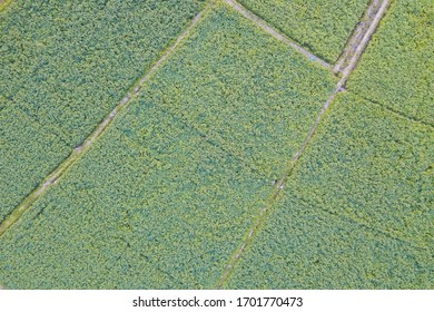 Aerial View Of Cultivated Agricultural Soybean Field, Drone Pov Top View For Harvest Concept.