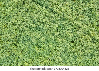 Aerial View Of Cultivated Agricultural Soybean Field, Drone Pov Top View For Harvest Concept.