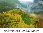 Aerial view of curved Golden Terraced Rice Fields in Misty Mu Cang Chai, Vietnam – Scenic Agricultural Landscape with Fog and Sunlight, Ideal for Nature and Rural Travel Themes