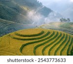 Aerial view of curved Golden Terraced Rice Fields in Misty Mu Cang Chai, Vietnam – Scenic Agricultural Landscape with Fog and Sunlight, Ideal for Nature and Rural Travel Themes