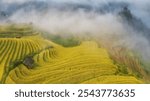 Aerial view of curved Golden Terraced Rice Fields in Misty Mu Cang Chai, Vietnam – Scenic Agricultural Landscape with Fog and Sunlight, Ideal for Nature and Rural Travel Themes