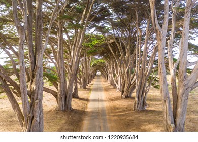 Aerial view of Cypress Tree Tunnel at Point Reyes National Seashore, California, USA