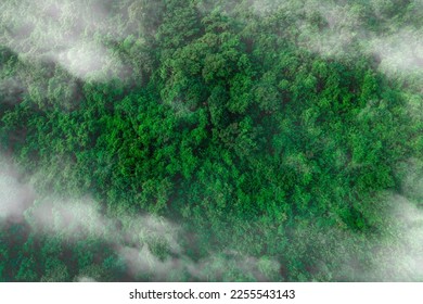 Aerial view of dark green forest with misty clouds. The rich natural ecosystem of rainforest concept of natural forest conservation and reforestation. - Shutterstock ID 2255543143
