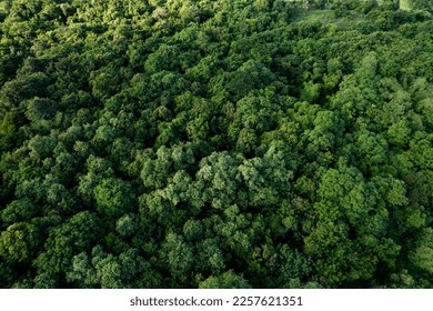 Aerial view of dark green forest with misty clouds. Rich natural ecosystem of rainforest concept of natural forest conservation and reforestation - Powered by Shutterstock