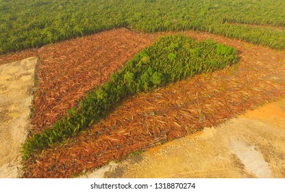 Aerial View - Deforestation Of Nipa, Tropical Mangrove Swamp Forest Of Borneo
