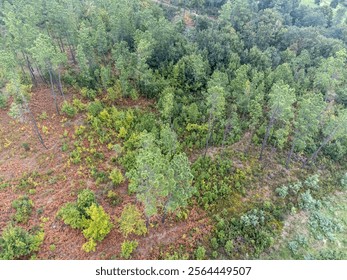 Aerial view of a dense eucalyptus forest, showcasing vibrant green treetops and natural textures, ideal for environmental, forestry, and nature-related projects.