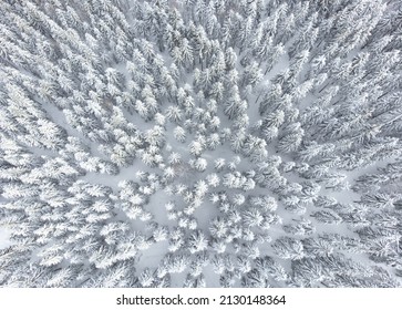 Aerial view of a dense fir forest covered in snow