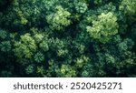 An aerial view of a dense forest canopy, showcasing a vibrant green palette with a variety of trees and foliage.