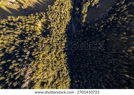 Aerial View of Dense Forest Divided by Path