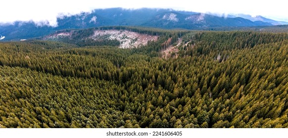 Aerial view of dense green pine forest with canopies of spruce trees in autumn mountains. - Powered by Shutterstock