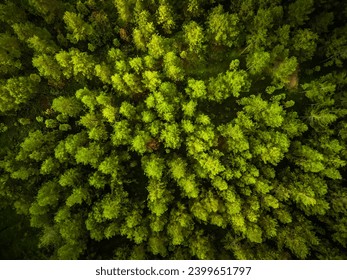 Aerial view of Dense natural pine forest trees on the mountain hills. Beautiful spruce forest. Concept for International Day of Forest, World Environment Day. Looking Down 90 degrees angle - Powered by Shutterstock