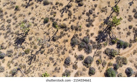 Aerial View Of A Desert Landscape With Joshua Trees