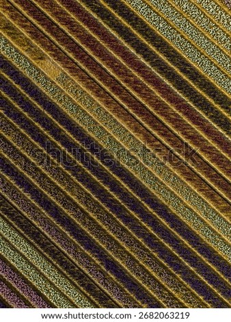Aerial view of diagonal crop rows in green, purple, yellow, and brown, forming a vivid striped pattern across the field, showcasing symmetry and agricultural diversity.