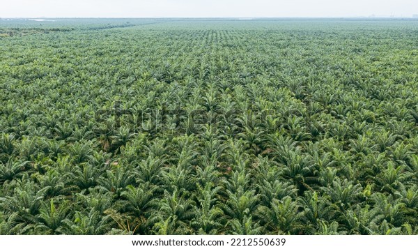 Aerial view, directly above a palm oil plantation in\
Malaysia. Kilometers of monoculture landscape, the coast of\
Malaysia on the strait of Malacca. Panorama view of palm oil\
plantation. Agriculture 