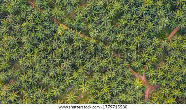 Aerial\
view, directly above a small footpath through a palm oil plantation\
in Malaysia. Kilometers of monoculture landscape near Port Dickson,\
the coast of Malaysia on the strait of\
Malacca