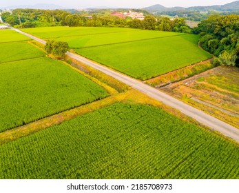 Aerial view of dirt road and canals through rice fields on summer day - Powered by Shutterstock