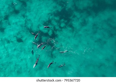 Aerial View Of Dolphins Playing Aqua-colored Ocean