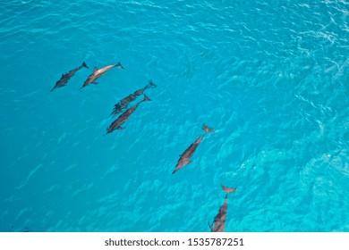 Aerial View Dolphins Swimming In Turquoise Water