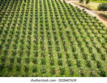 Aerial View Of The Dragon Fruit Green Fields Nature Agricultural Farm Background, Top View Dragon Fruit Tree From Above Of Crops In Green, Bird's Eye View Tropical Pitaya Fruit Tree Asian