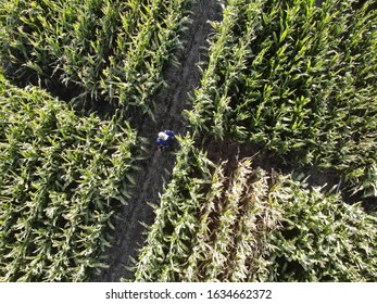 Aerial View With Drone Of The Corn Parental Test. Seed Production And Research