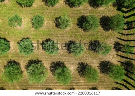 aerial view with a drone of a field of olive trees aligned with a row of cypress trees on the right