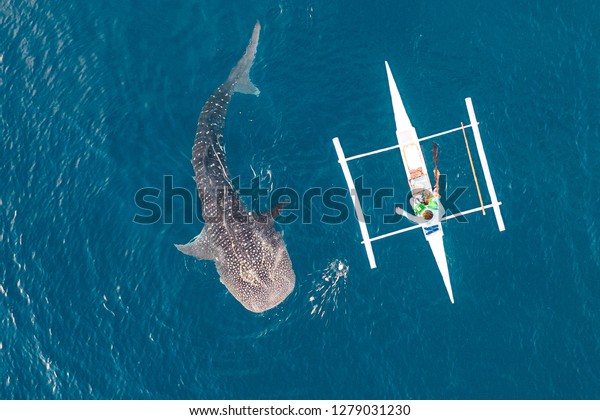 Aerial view from the drone. Fishermen feed gigantic\
whale sharks ( Rhincodon typus) from boats in the sea in the\
Philippines, Oslob. These sharks have no teeth and are filter\
feeders. 