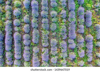 Aerial View From A Drone To A Lavender Field.Top View..