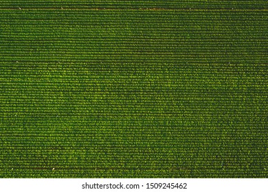 Aerial View From Drone Of Peanut Farm