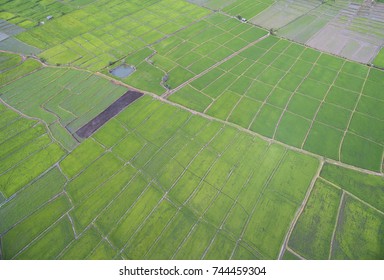 Aerial View Drone Rice Plants Paddy Stock Photo 744459304 | Shutterstock