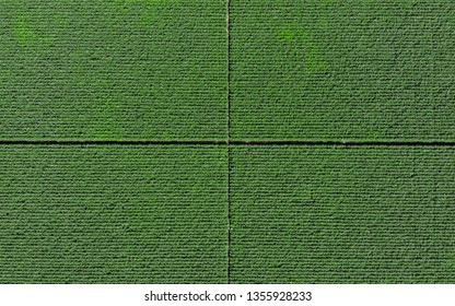 Aerial View With A Drone Of A Soybean Field. Seed Production Trial.