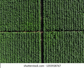 Aerial View With A Drone Of A Soybean Field. Seed Production Trial.