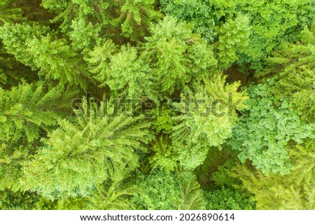 Aerial view of ealthy green trees in a forest of old spruce and fir trees in wilderness of a national park in bavarian landscpae. Sustainable industry, ecosystem and healthy environment concepts.